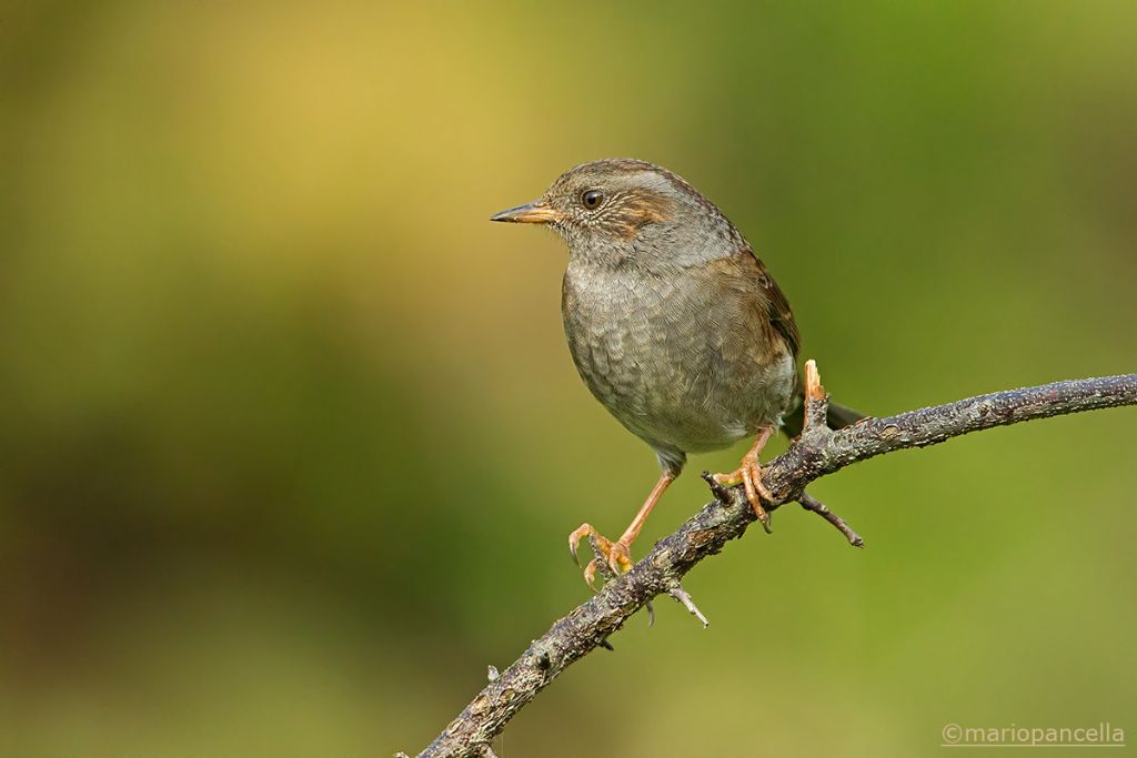 Passera scopaiola